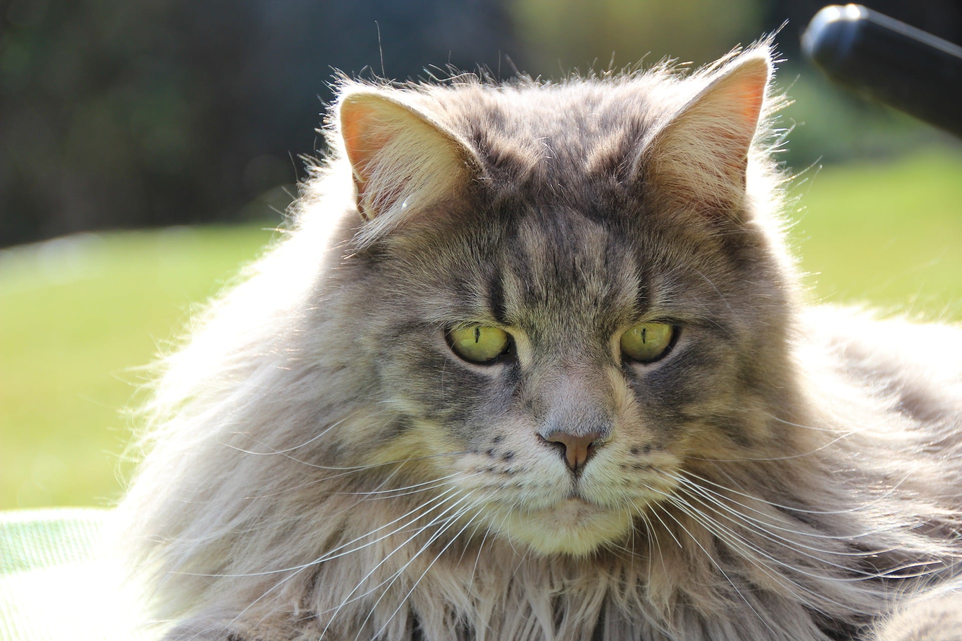 Maine Coon cat cute cats pink cat