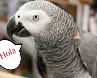 After 4 Years, Parrot Returns To California Home Speaking Fluent Spanish