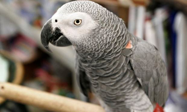 After 4 Years, Parrot Returns To California Home Speaking Fluent Spanish