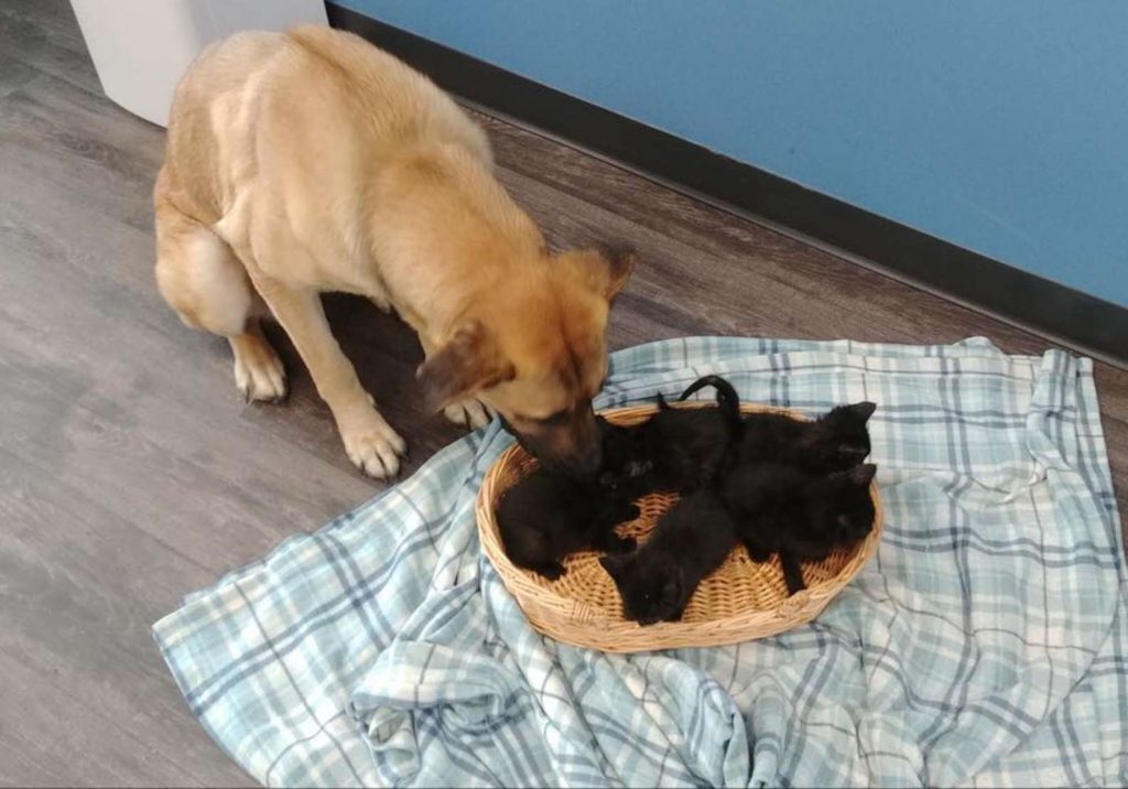 Dog Found Curled Up In Snow Keeping Orphaned Kittens Warm