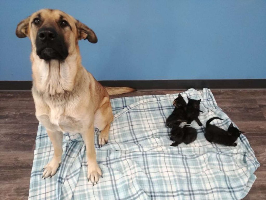 Stray Dog Found Curled Up In Snow Keeping Orphaned Kittens Warm