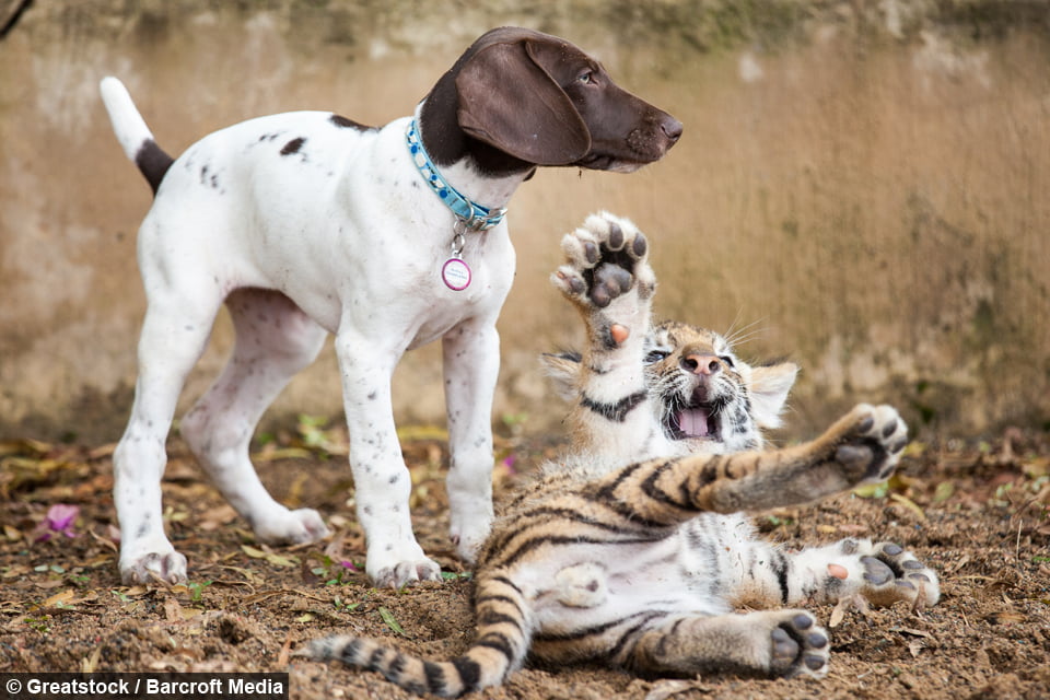 Tiger Cub Rejected By Mother Finds Friendship In A Puppy