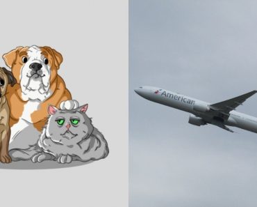 Airlines That Allow Snub-nosed Dogs and Cats