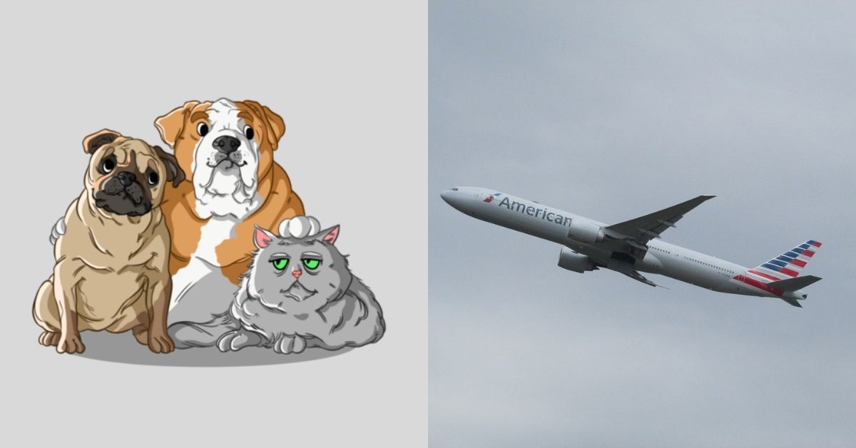 17 Airlines That Allow Snub-nosed Dogs and Cats in 2024 - kiwiwell