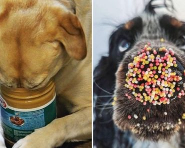 Foods You Should Never Feed Your Pet
