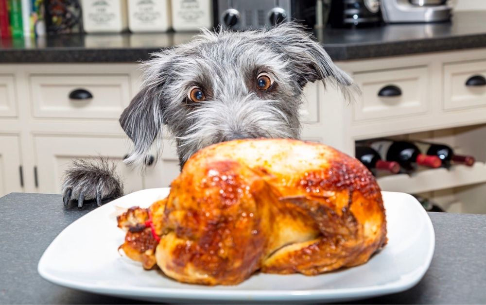 Turkey for pets