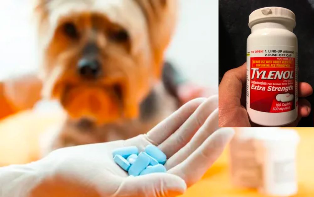 Tylenol (Acetaminophen)Cats and Dogs