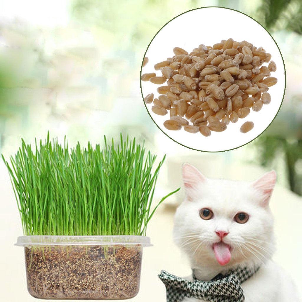 seeds for pets