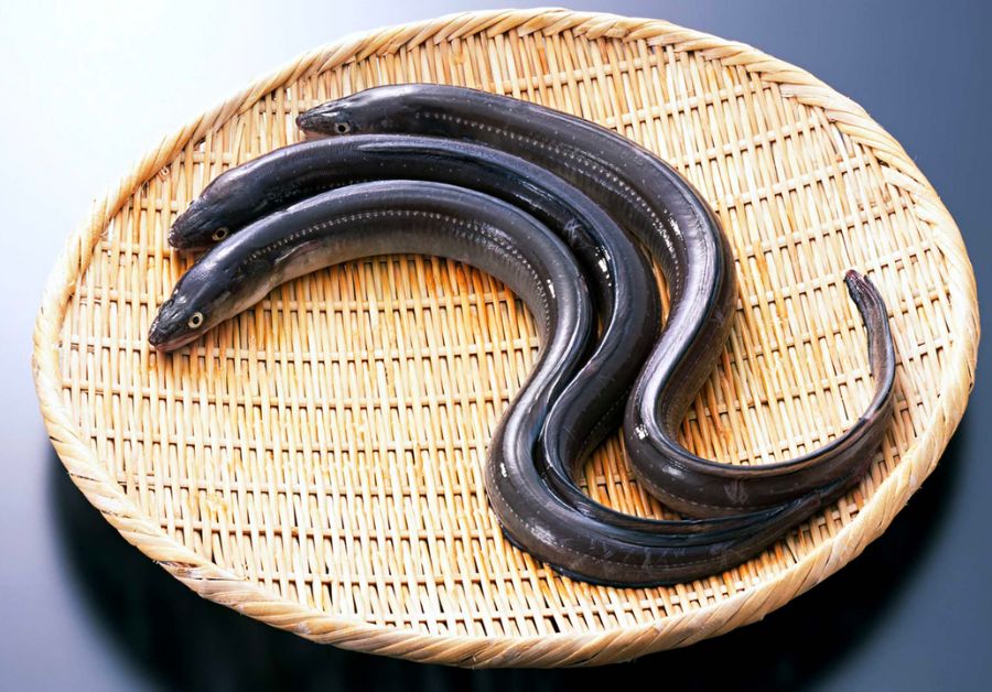 Endangered eels