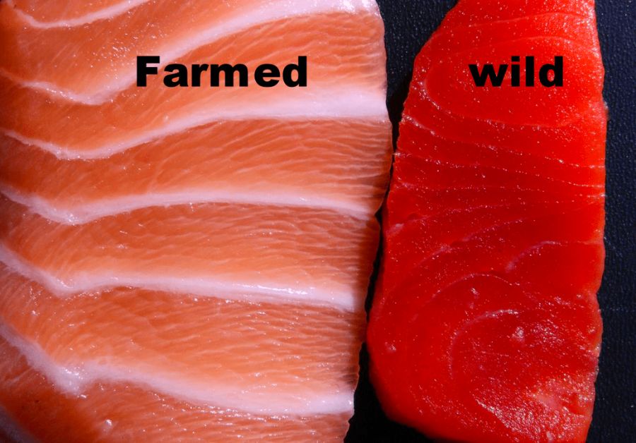 Farmed salmon