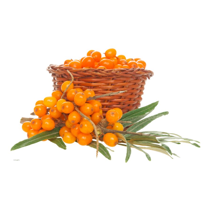 Sea Buckthorn